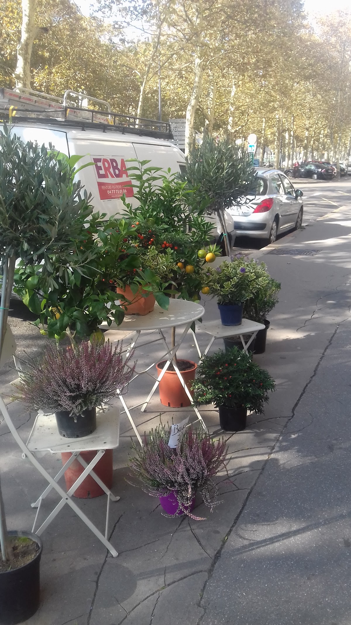 Royal Fleurs - photo 2