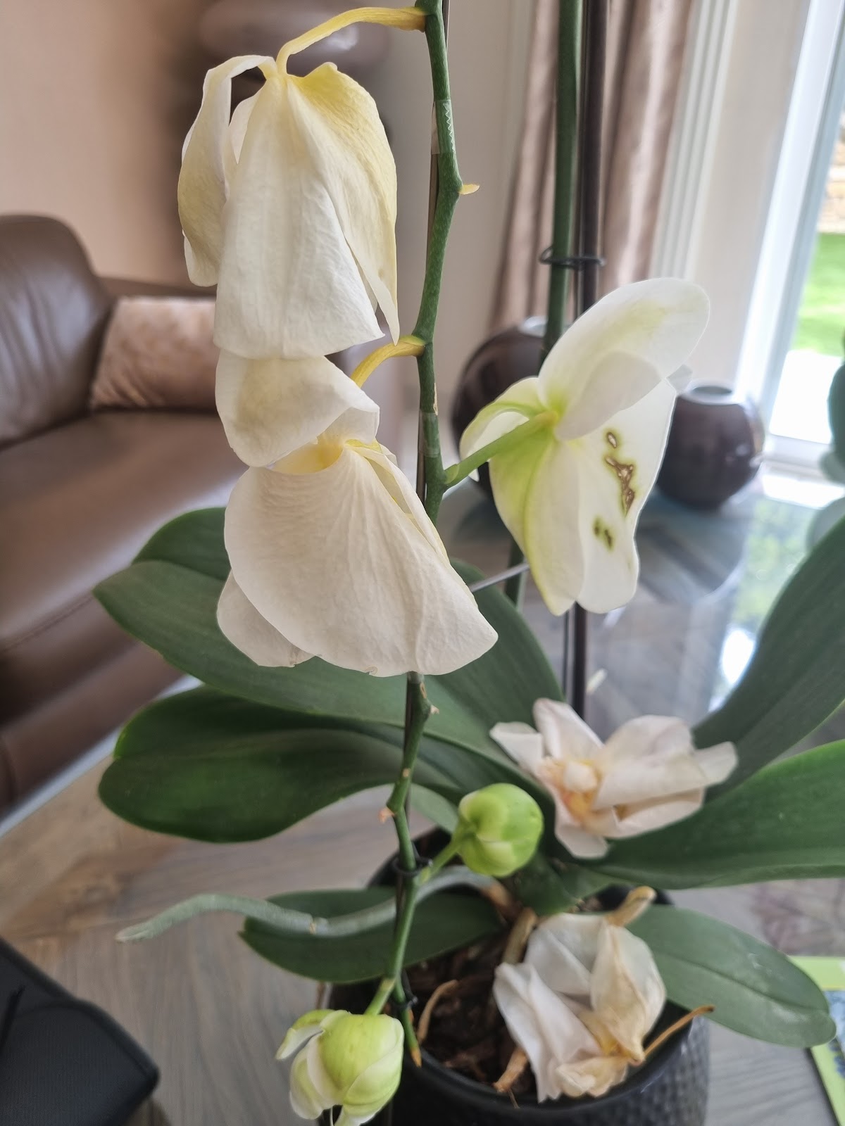 Royal Fleurs - photo 3